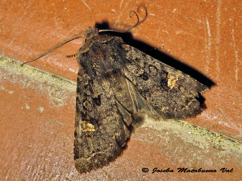 Noctuidae di questa fine settimana 5 - Dryobota labecula